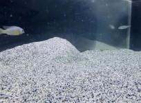 lake-malawi-fish-dig-pits-and-build-sand-castles-to-attract-females