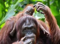 orangutans-use-hand-like-soundbox-to-make-alarm-calls