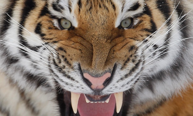 A Siberian Tiger