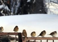 sparrow