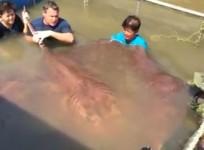 scientists-capture-giant-800lb-stingray-in-thailand