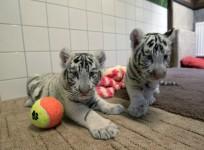 white-tiger-cubs-enchant-visitors-at-a-hungarian-zoo