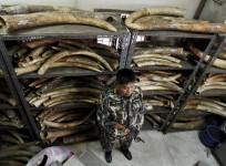 un-africa-faces-elephant-poaching-crisis