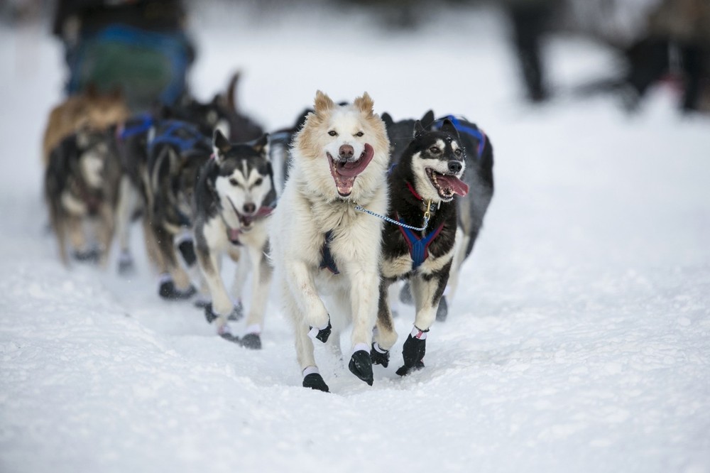 The Iditarod race commemorates a 1925 rescue mission that carried diphtheria serum to Nome by sled-dog relay. The Iditarod race commemorates a 1925 rescue mission that carried diphtheria serum to Nome by sled-dog relay.