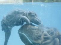 life-goes-swimmingly-for-newborn-hippo
