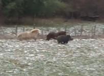 dramatic-video-shows-ponies-save-belgian-couple-from-rampaging-wild-boar