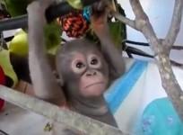 baby-orangutan-recovers-after-being-trapped-in-chicken-cage
