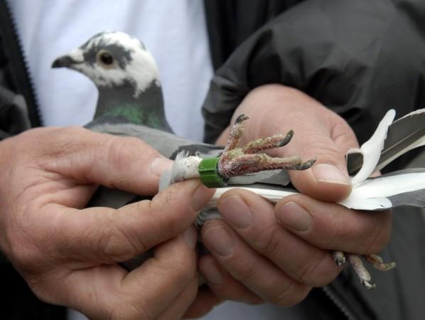 Pigeon
