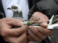 Pigeon
