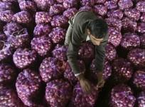 onion