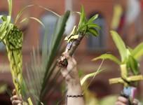 Palm Sunday