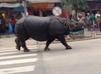 Rhino