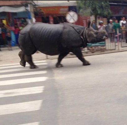 Rhino