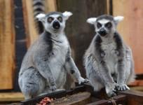 london-zoo-opens-new-lemur-enclosure