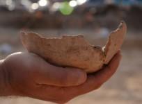 egyptian-beer-vessels-unearthed-in-tel-aviv