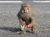 Monkey
