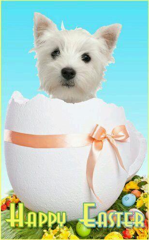 Happy Easter 2015: Picture Greetings