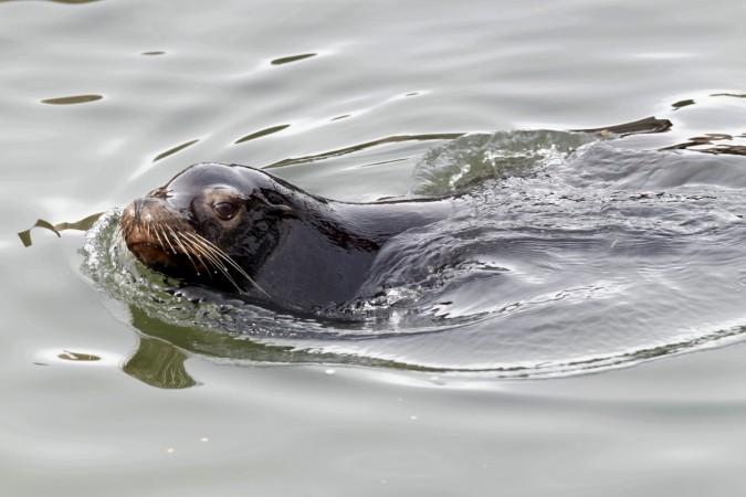 Sea Lion