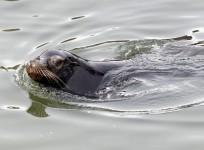 Sea Lion