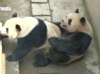 giant-panda-pair-sets-new-mating-record-of-18-minutes