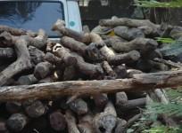 Red Sanders / sandalwood