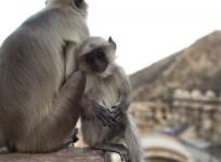 monkey-threat-facing-indias-wifi-revolution