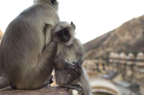 Monkey threat facing Indias WiFi revolution