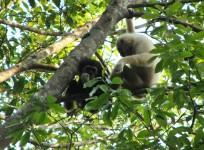 secret-gibbon-language-translated-scientists-discover-meaning-behind-their-hoo-calls