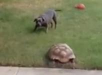 rescued-tortoise-chasing-best-friend-terrier-becomes-viral-hit