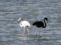 cyprus-possibly-one-of-a-kind-rare-black-flamingo-spotted