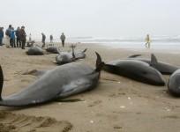 Dolphins