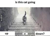 Is The Cat Moving Up Or Down? New Image Sparks Social Media Buzz After #TheDress