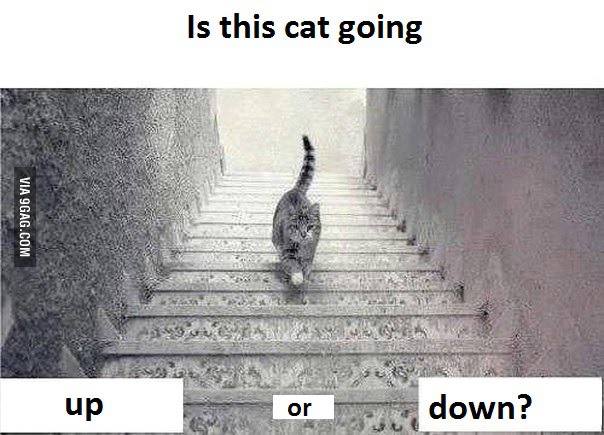 Is The Cat Moving Up Or Down? New Image Sparks Social Media Buzz After #TheDress