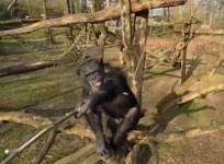 chimpanzee-knocks-drone-out-of-the-air-with-a-stick