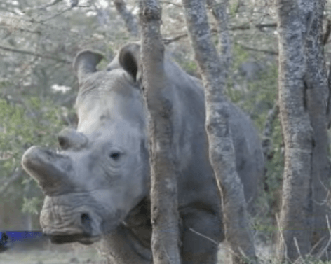 Sudan, the last northern white rhino Sudan, the last northern white rhino