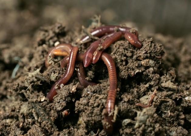 Earthworms rain down from skies over Norway