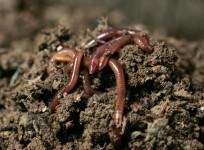 Earthworms rain down from skies over Norway