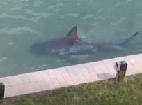 watch-shark-swims-into-backyard-in-florida