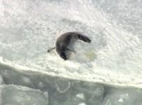canada-baby-seals-shot-or-impaled-in-head-in-heart-breaking-commercial-seal-hunt-graphic-video