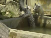 japan-white-tiger-cub-brothers-rescue-sibling-fallen-in-a-pool