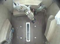 space-geckos-filmed-playing-on-unmanned-spacecraft