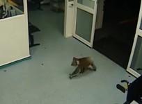 inquisitive-koala-goes-for-midnight-stroll-around-australia-hospital
