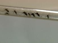 brazil-health-minister-confirms-dengue-outbreak-an-epidemic