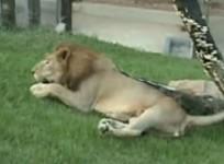 brazil-freed-circus-lion-enjoys-feel-of-grass-for-first-time