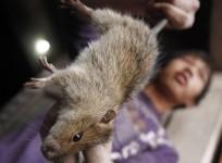 El Nino effect: Farmers in Philippines have taken to eating rats due to acute food shortage brought on by crop loss.