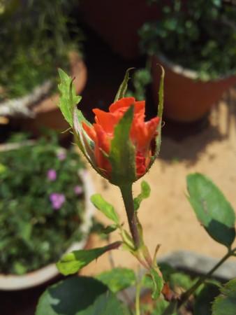 Huawei Honor 6 Plus sample images Huawei Honor 6 Plus sample images