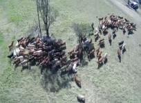 robot-round-up-cattle-herding-with-drones-takes-off-in-australia