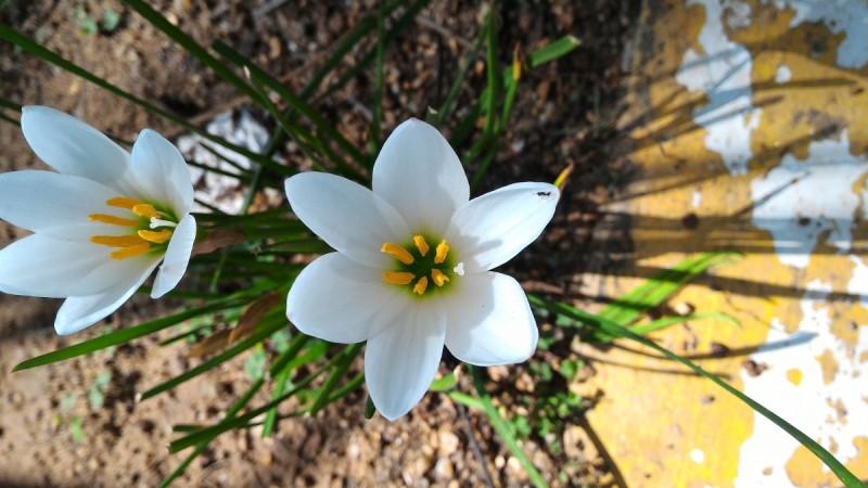 Meizu M1 Note Image Sample Meizu M1 Note Image Sample
