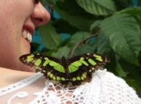 britains-brand-new-butterfly-house-opens-to-the-public