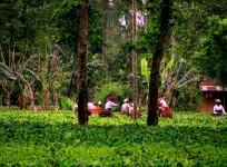 tea estate